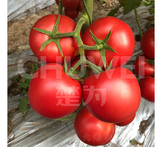 ��������̖-���ѷN��-��������