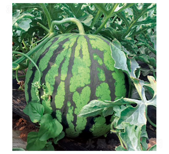 �����e��-���ϷN��-�����N�I(y��)