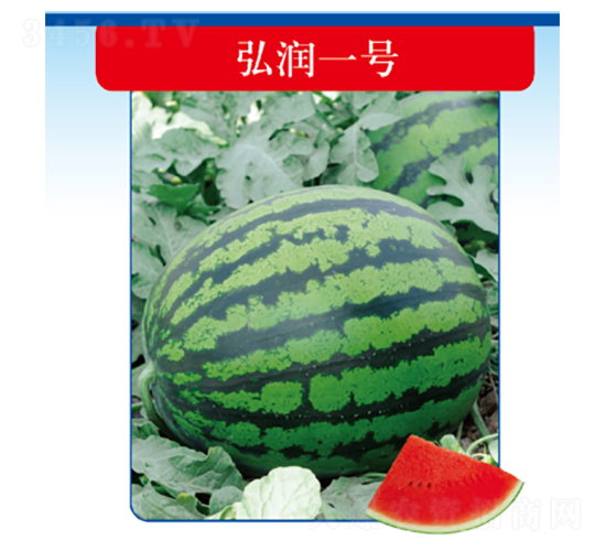 �띙һ̖-���ϷN��-�����N�I(y��)