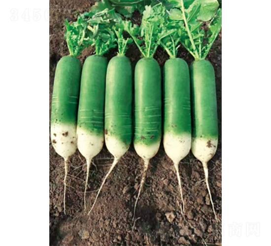 �����sҫ-�}���N��-�����N�I(y��)