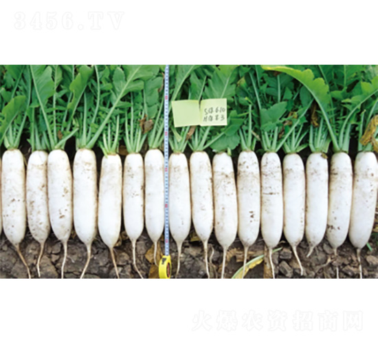 ����5̖(h��o)-�}���N��-�����N�I(y��)