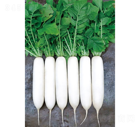 ����2̖(h��o)-�}���N��-�����N�I(y��)