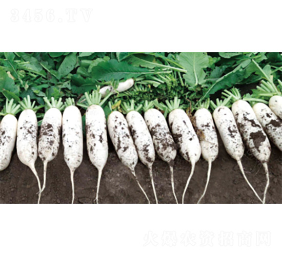 ��������3̖-�}���N��-�����N�I(y��)