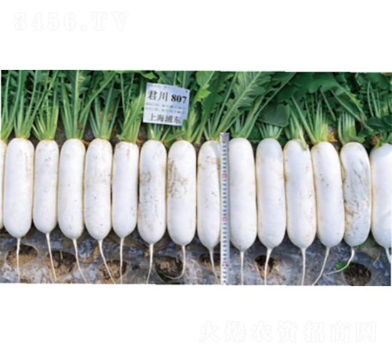 ����R807-�}���N��-�����N�I(y��)