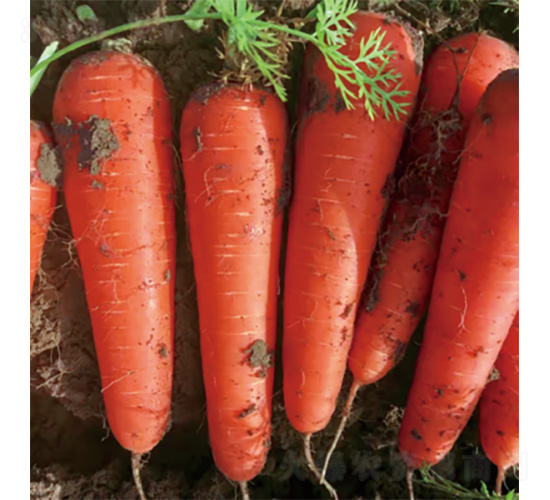 ���ϼt�G-���}���N��-�����N�I(y��)