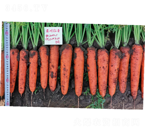 �����tʥ-���}���N��-�����N�I(y��)