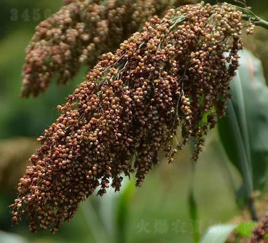 �t���S1̖(h��o)-�����N��-���r(n��ng)�Ƽ�