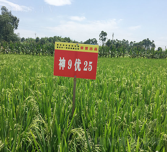 ��9��(y��u)25�����샞(y��u)�|(zh��)����-ˮ���N��-���r(n��ng)�Ƽ�