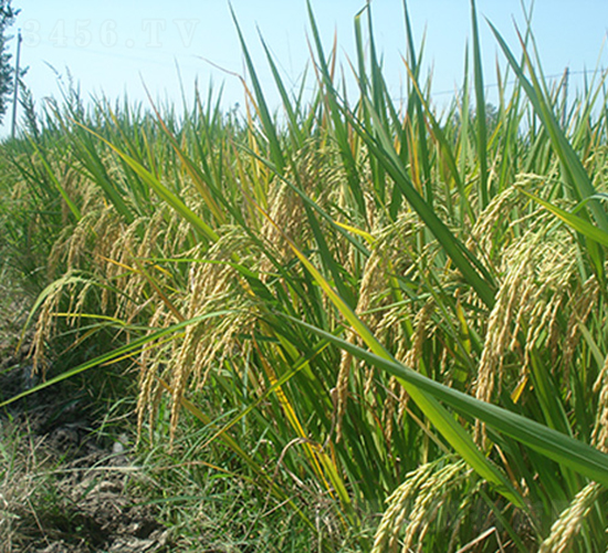 �׃�(y��u)5431���߮a(ch��n)��������(y��u)�|(zh��)Ʒ�N��-ˮ���N��-���r(n��ng)�Ƽ�