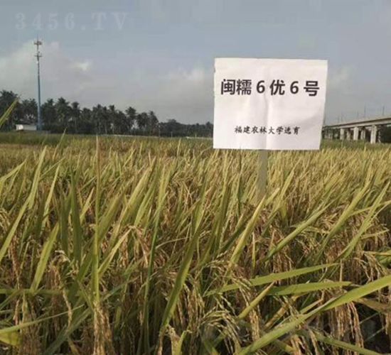 �}Ŵ6��(y��u)6̖(h��o)-ˮ���N��-���r(n��ng)�Ƽ�