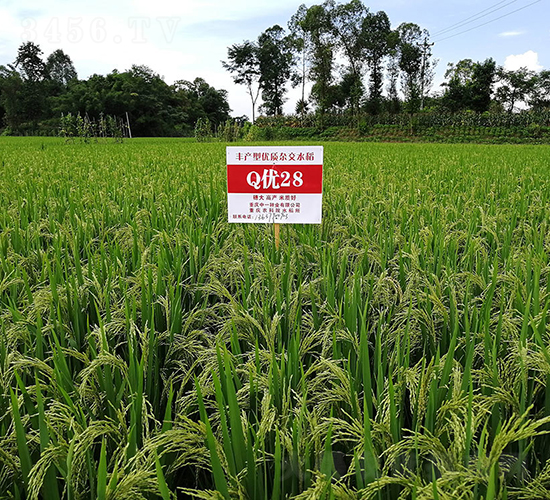 Q��(y��u)28���߮a(ch��n)���뵾��-ˮ���N��-���r(n��ng)�Ƽ�