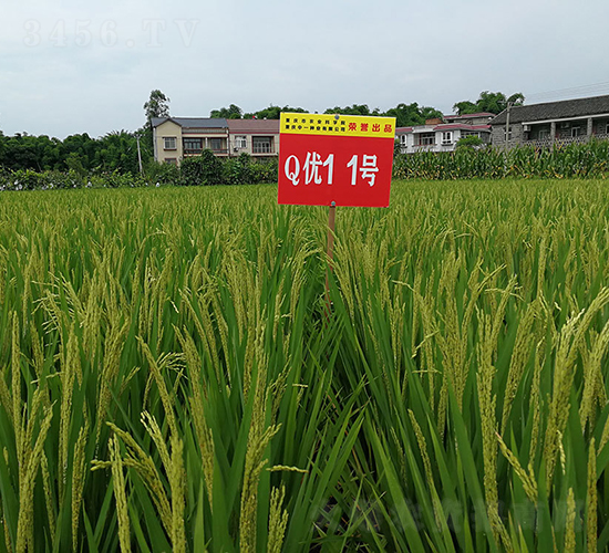 Q��(y��u)11̖�����A�����㵾��-ˮ���N��-���r(n��ng)�Ƽ�