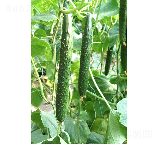 �f(w��n)�_(d��)C19-�S�ϷN��-�͝�(r��n)�r(n��ng)�I(y��)