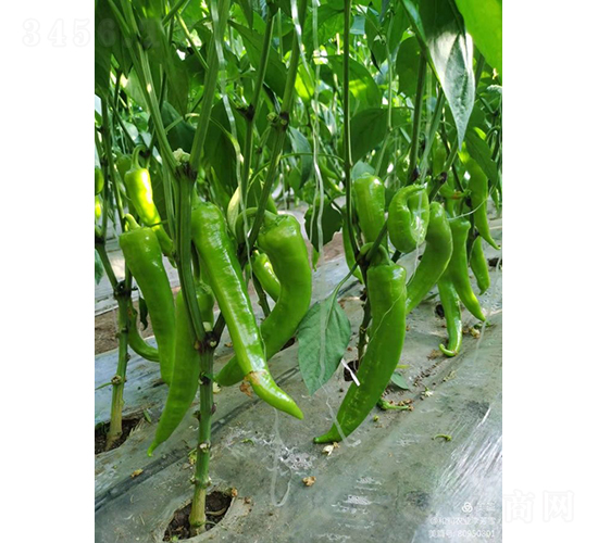 ѩ����-�����N��-�͝�(r��n)�r(n��ng)�I(y��)