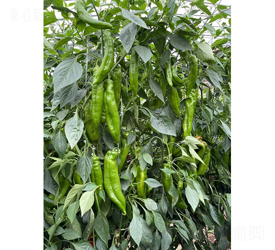 �����517-�����N��-�͝��r(n��ng)�I(y��)