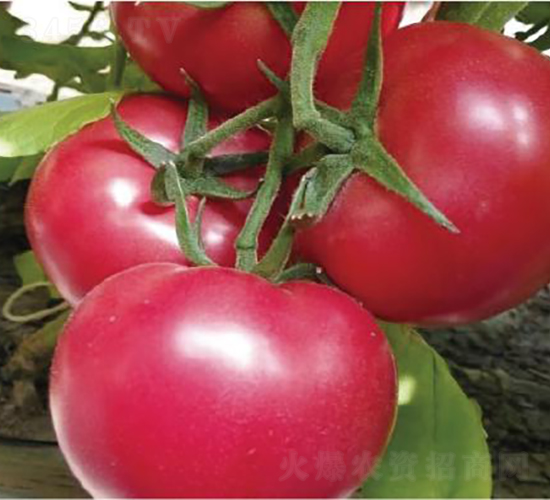 �hķ091-���ѷN��-�͝��r(n��ng)�I(y��)