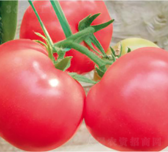 ������FA2177-���ѷN��-�͝��r�I(y��)