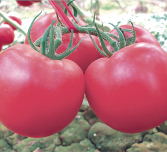 �hķ��̖(h��o)-���ѷN��-�͝�(r��n)�r(n��ng)�I(y��)