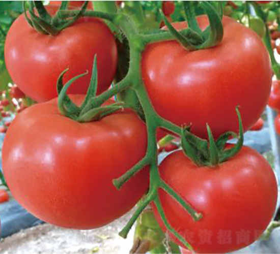 �hķһ̖(h��o)-���ѷN��-�͝�(r��n)�r(n��ng)�I(y��)