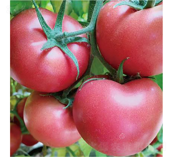 ������902-���ѷN��-�͝�(r��n)�r(n��ng)�I(y��)