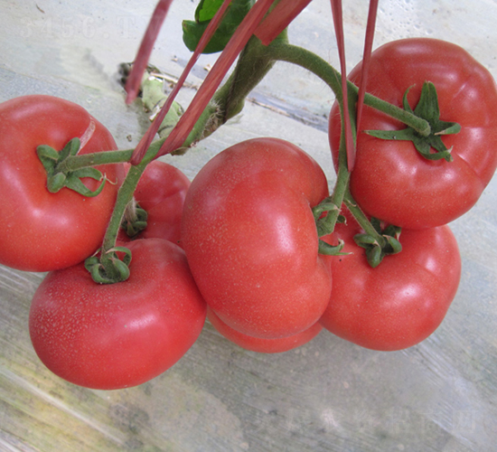 �hķ-87-���ѷN��-�͝�(r��n)�r(n��ng)�I(y��)