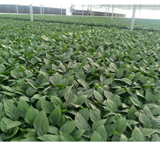 �����N��-���S�r(n��ng)�I(y��)