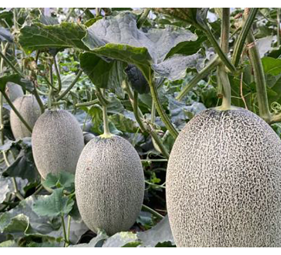 ���ܹϷN��-������25-���S�r(n��ng)�I(y��)