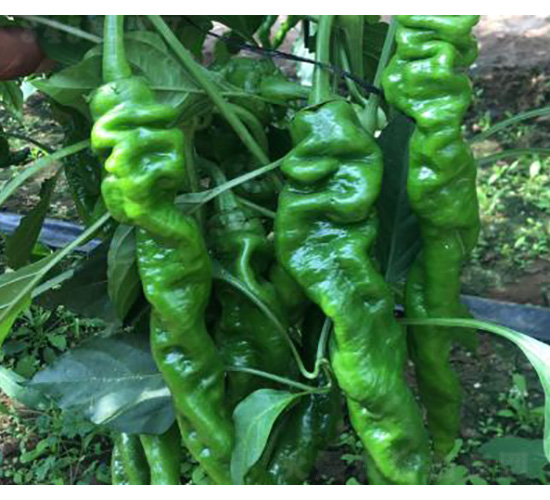 �����N��-�]��-���S�r(n��ng)�I(y��)