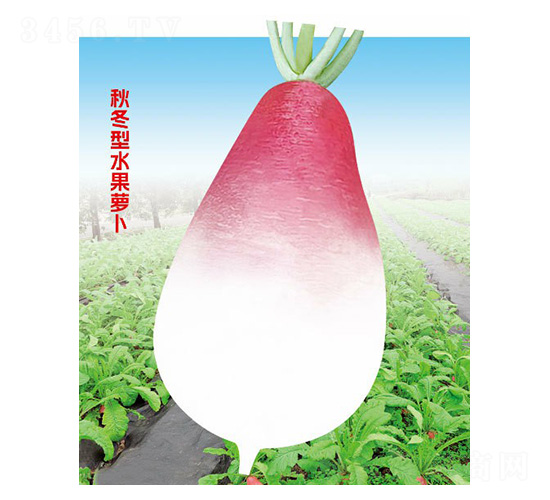 �����}��-�ƹ�N��