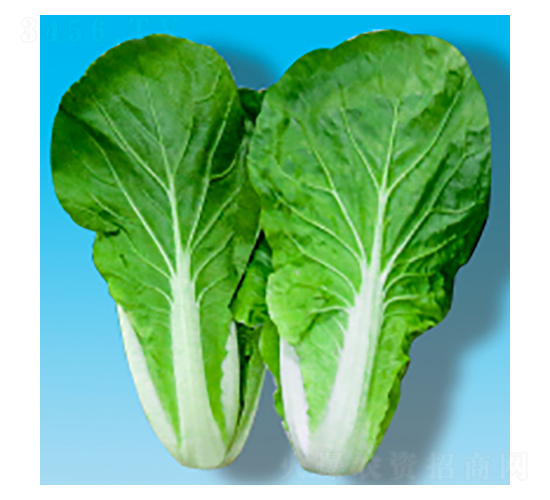 ��˷N��-����325-�A孷N�I(y��)