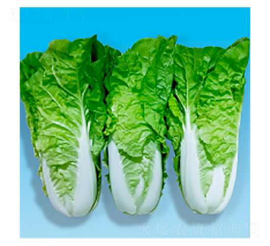 ��˷N��-�r��-�A孷N�I(y��)