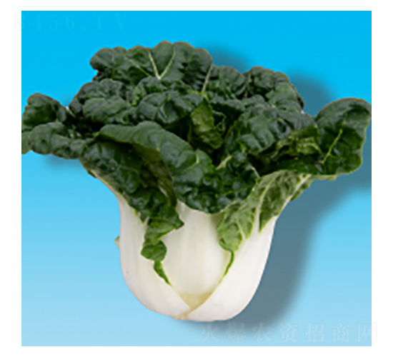 �๣�˷N��-�̰ײ�302-�A孷N�I(y��)