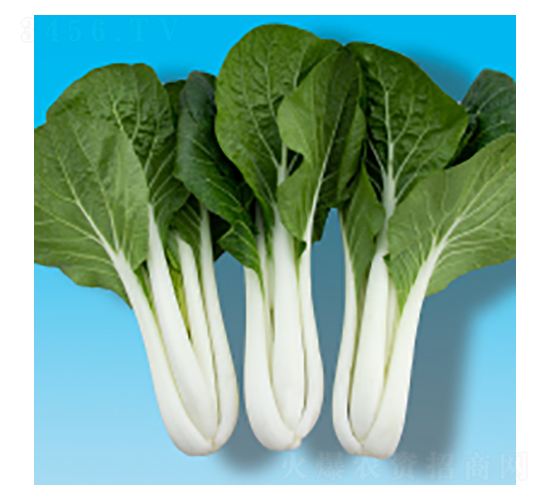 �๣�˷N��-�̰ײ�306-�A孷N�I(y��)