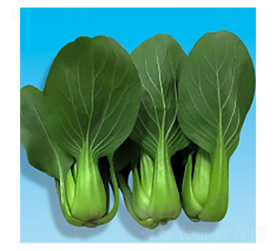 �๣�˷N��-������-�A孷N�I(y��)