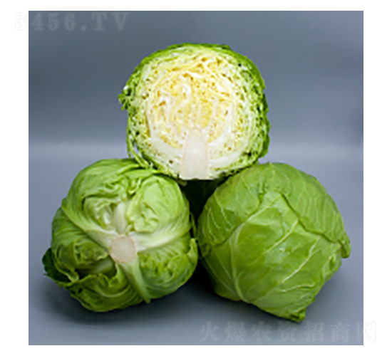 ���{�N��-���{2115-�A孷N�I(y��)