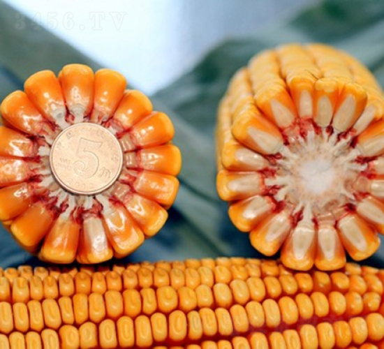 ����618-���׷N��-�Ǻ�����N�I(y��)