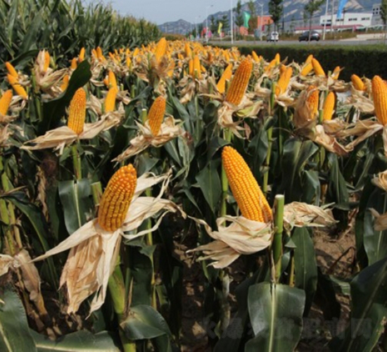 ����99-���׷N��-�Ǻ�����N�I(y��)