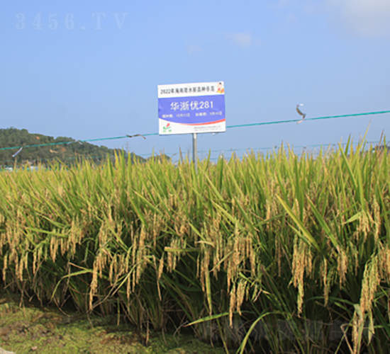 華浙優(yōu)281-水稻種子-金健種業(yè)