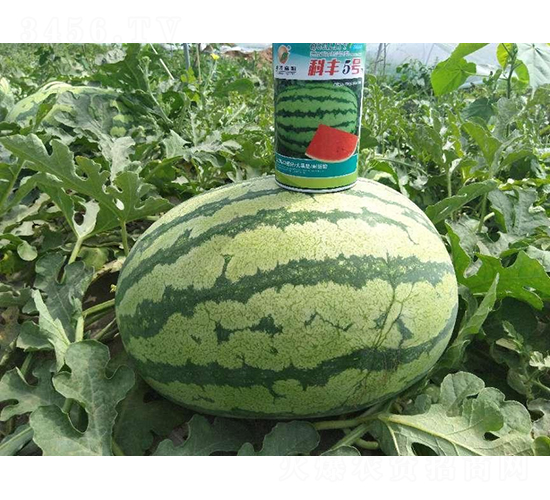 ���S5̖-���ϷN��-���S�N�I(y��)