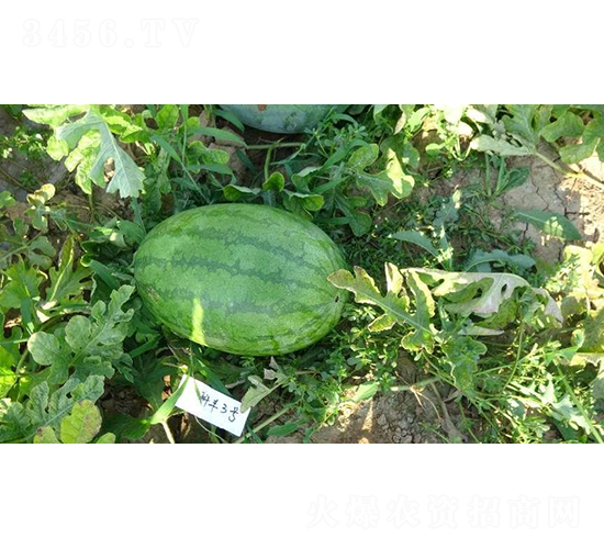 ���S3̖(h��o)-���ϷN��-���S�N�I(y��)