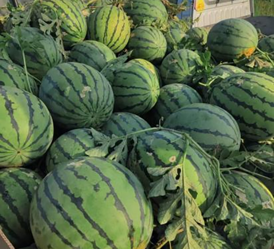 ���S16̖(h��o)-���ϷN��-���S�N�I(y��)