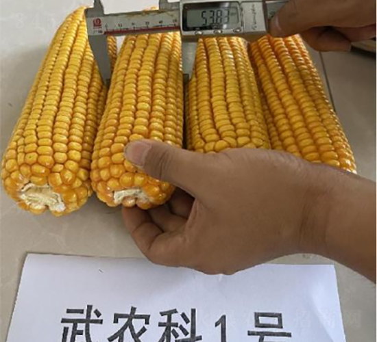 ���r(n��ng)��1̖-���׷N��-���S�N�I(y��)