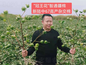 �����67�߮a(ch��n)�ޡ�Ч���D��-���SԪ