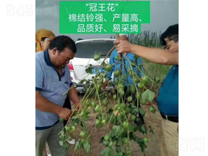 �������Y(ji��)�Ч���D-���SԪ