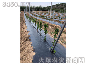 ������ݲ�-����