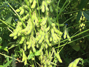 �|��16̖-�󶹷N��-�|��