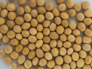 �_��12̖-�󶹷N��-�|��