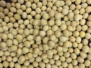 �|��339-�󶹷N��-�|��