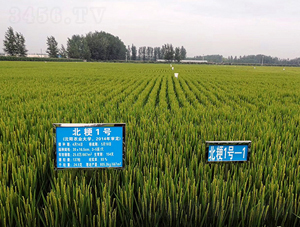 ����1̖ˮ���N��-�|��