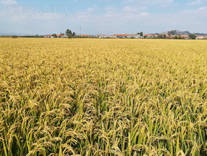 ���ѵ�336-ˮ���N��-�|��